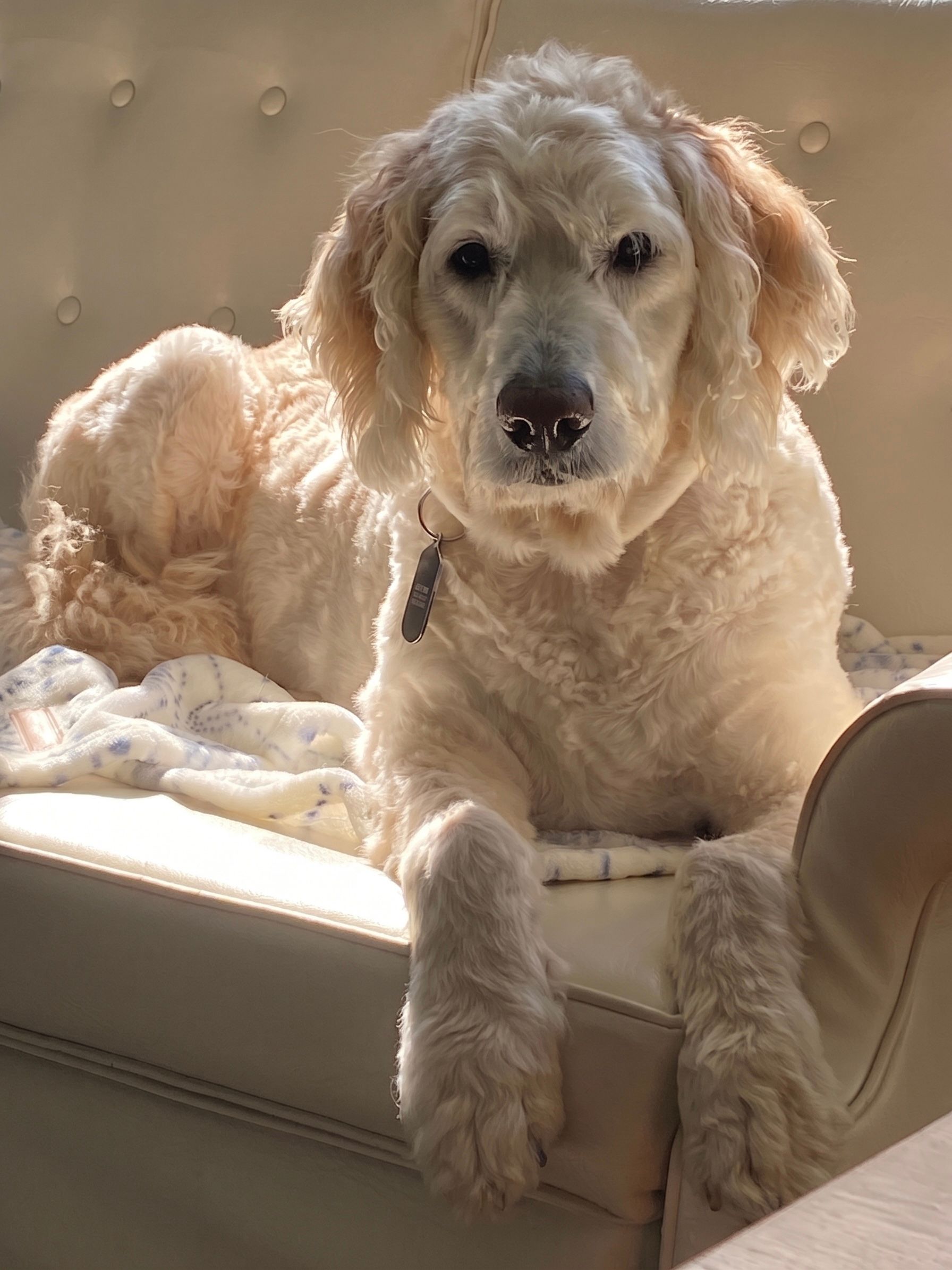 A golden retriever resting beside the FurEverHugs heart urn box