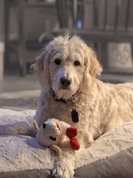 Chester, the dog who inspired FurEverHugs, resting with a keepsake